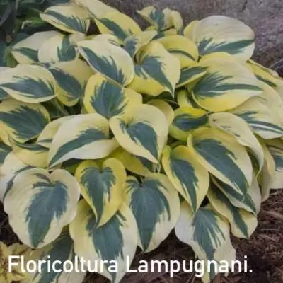 Hosta Autumn Frost