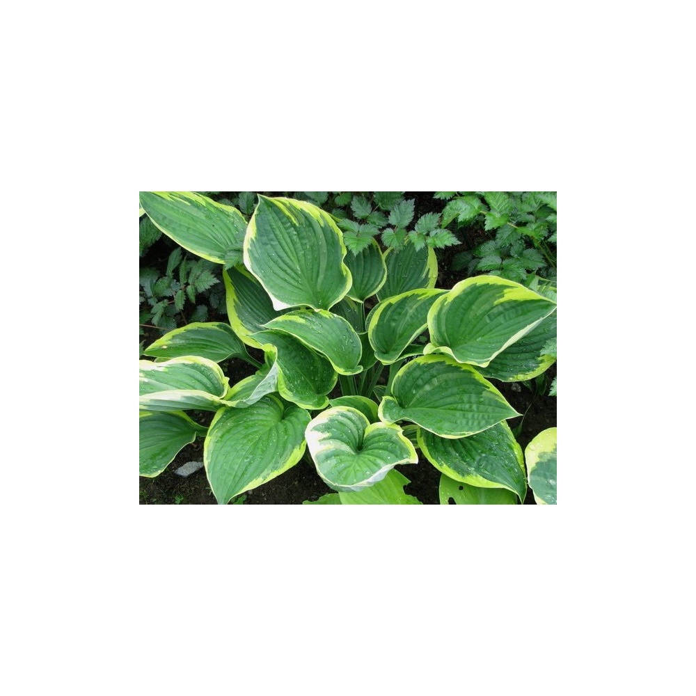 Hosta Fortunei aureomarginata    vaso 12x12