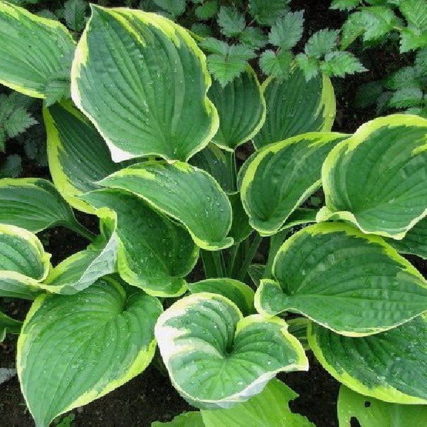 Hosta Fortunei aureomarginata    vaso 12x12