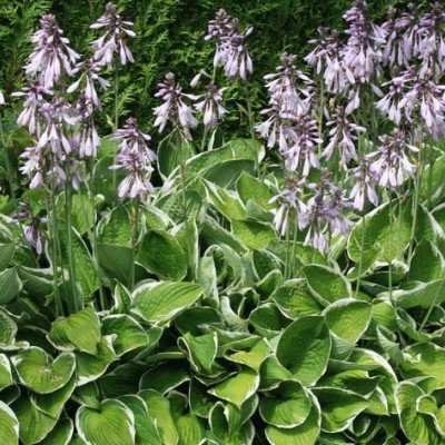 Hosta Fortunei aureomarginata    vaso 12x12