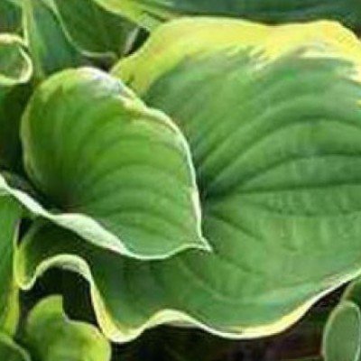 Hosta Fortunei aureomarginata    vaso 12x12