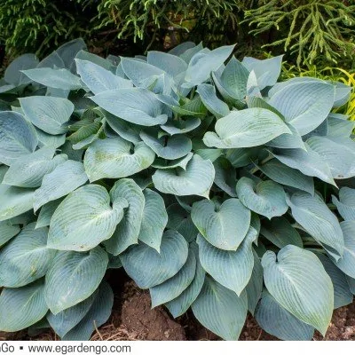 Hosta Halcyon