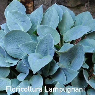 Hosta Blue Heart