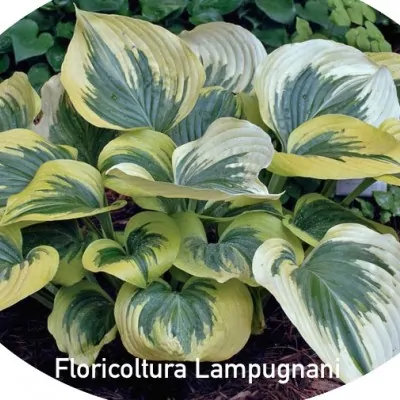 Hosta Liberty® 