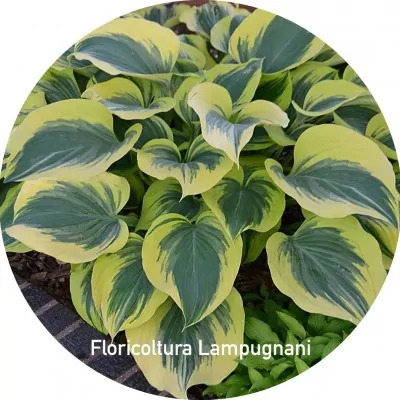 Hosta Liberty® 