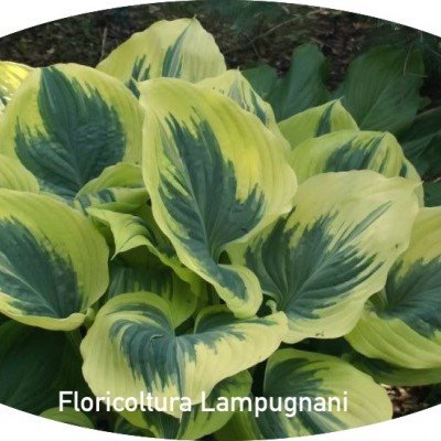 Hosta Liberty® 