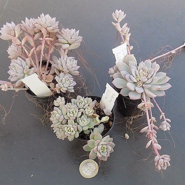 Echeveria Prolifica