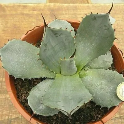 Agave Prryi Truncata cm. 18/20