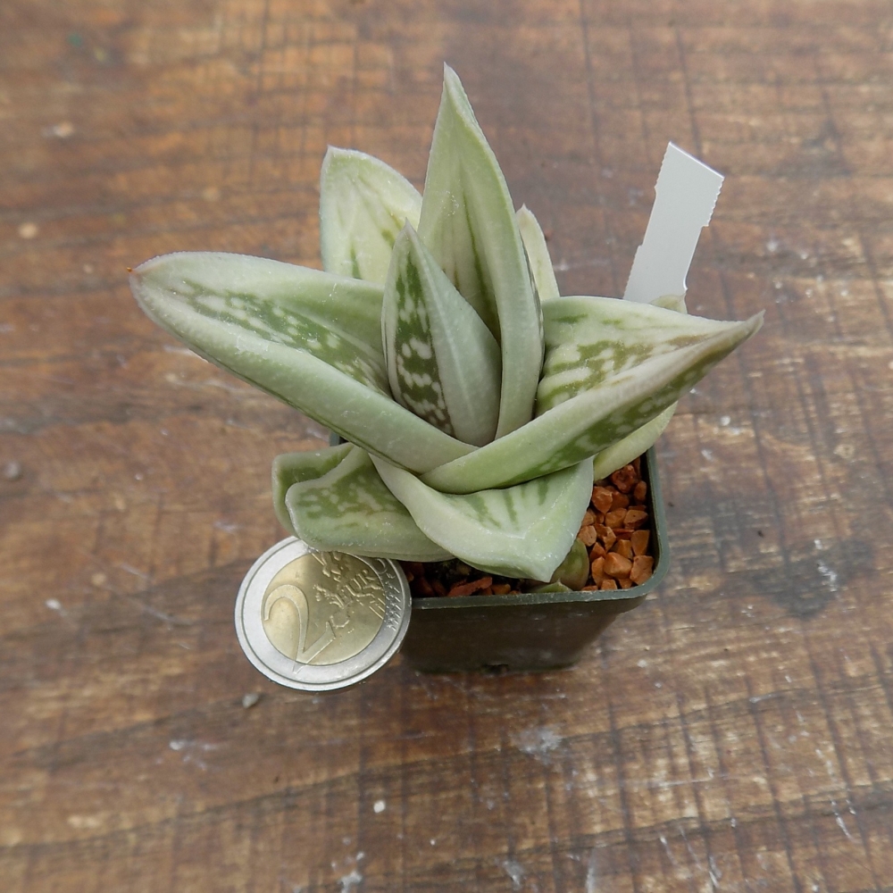 Gasteraloe Green ice