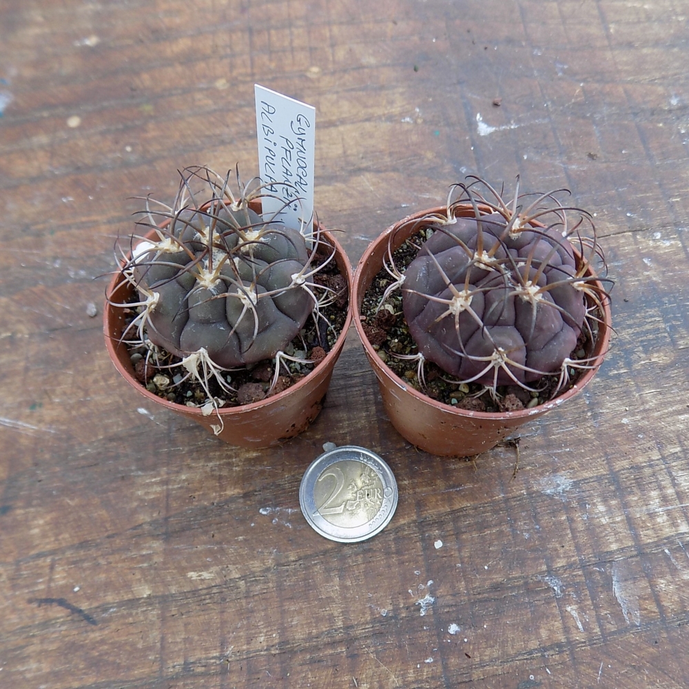 Gymnocalycium Pflanzii albipulpa