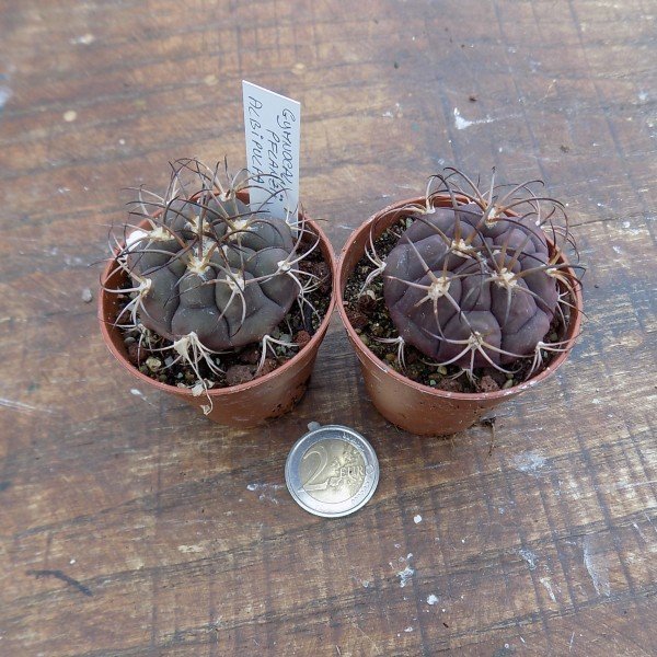 Gymnocalycium Pflanzii albipulpa