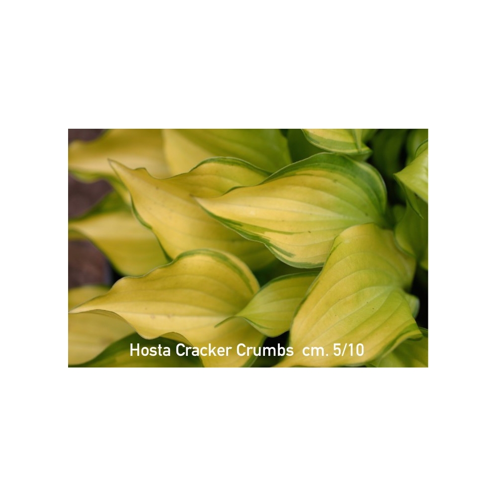 Hosta Crackers Crumb (piccole)