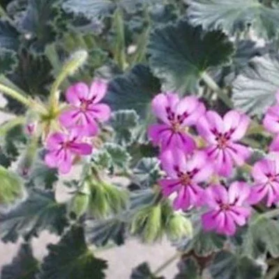 Pelargonium cortusifolium x...