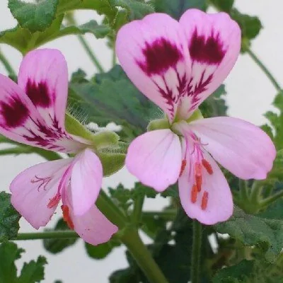 Pelargonium Royal Oak...