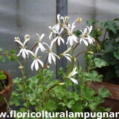 Pelargonium Acetosum bianco (succulento)