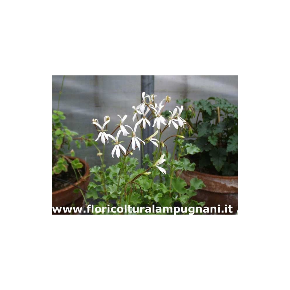 Pelargonium Acetosum bianco (succulento)