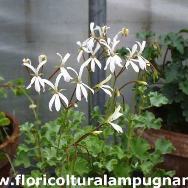 Pelargonium Acetosum bianco (succulento)