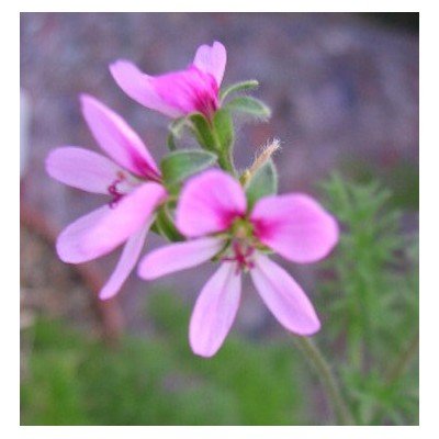 Pelargonium Hirtum (Succulento)