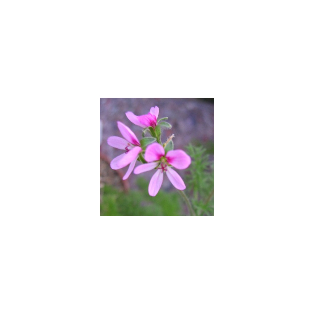 Pelargonium Hirtum (Succulento)