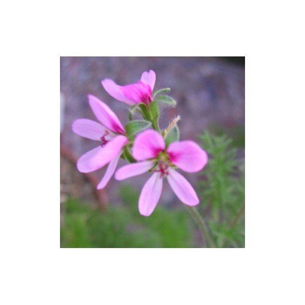 Pelargonium Hirtum (Succulento)