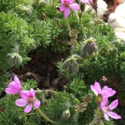 Pelargonium Hirtum (Succulento)