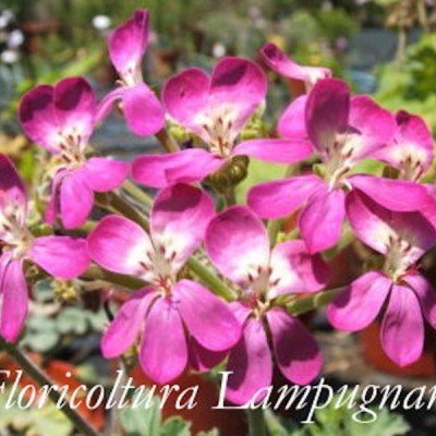 Pelargonium Gibbosum rosa (Succulento