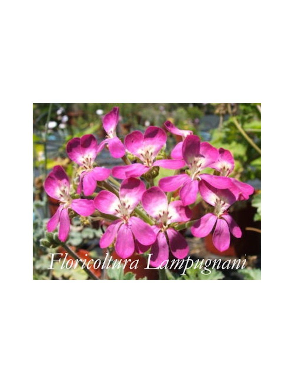Pelargonium Gibbosum rosa (Succulento