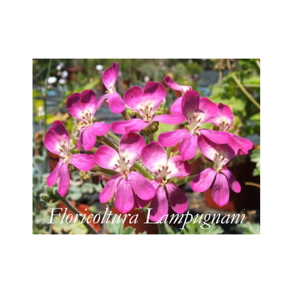 elargonium Gibbosum rosa (Succulento