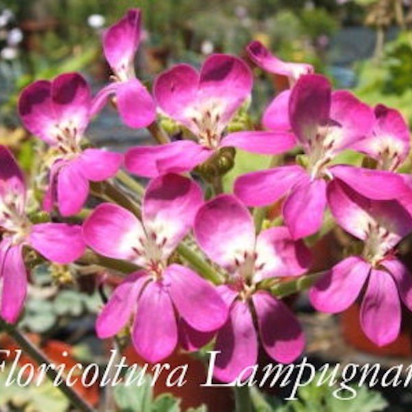 Pelargonium Gibbosum rosa (Succulento