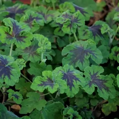 Pelargonium Tomentosum Chocolate peppermint