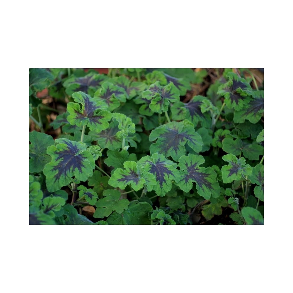 Pelargonium Tomentosum Chocolate peppermint