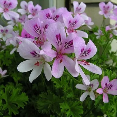 Pelargonium Prince of orange