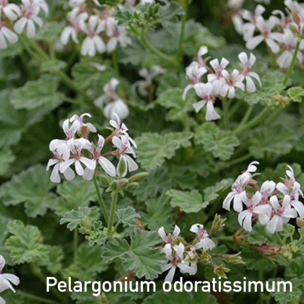 Pelargonium odoratissimum