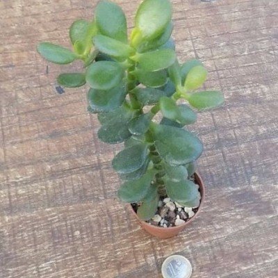 Crassula Ovata minor