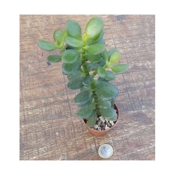 Crassula Ovata minor