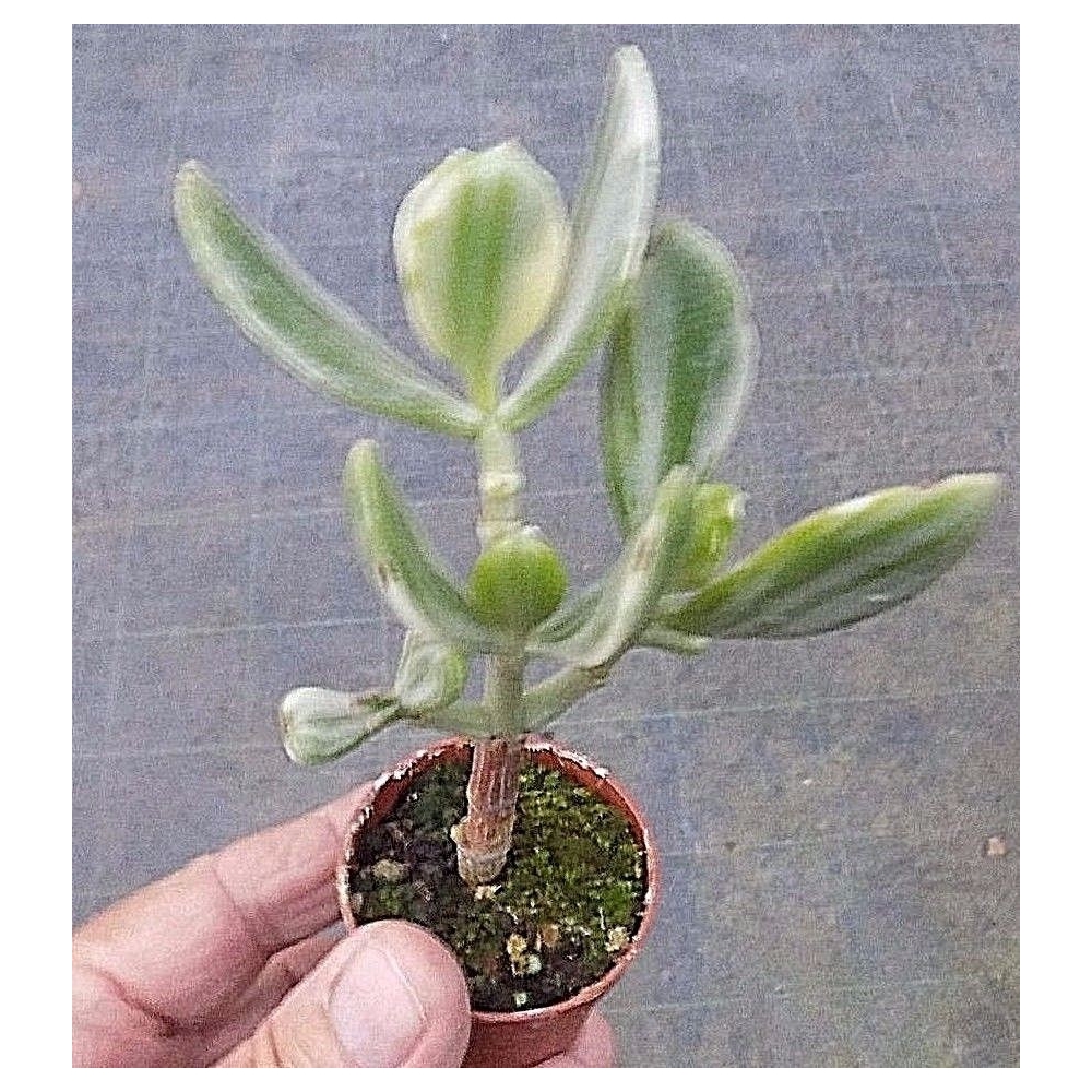 Crassula ovata variegata