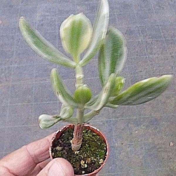 Crassula ovata variegata