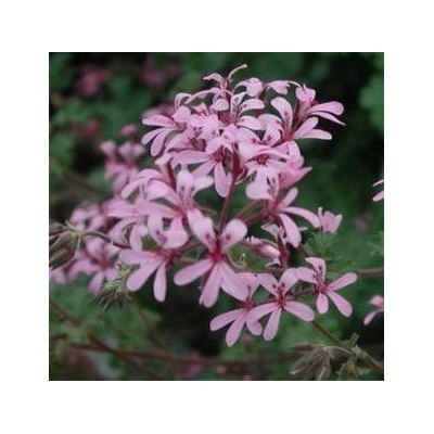 Pelargonium  Deerwood Lavender Lass 