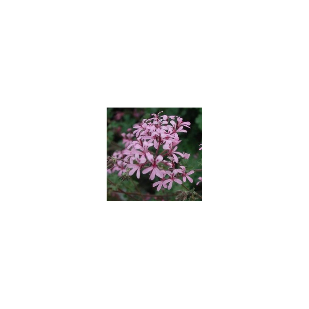 Pelargonium  Deerwood Lavender Lass 