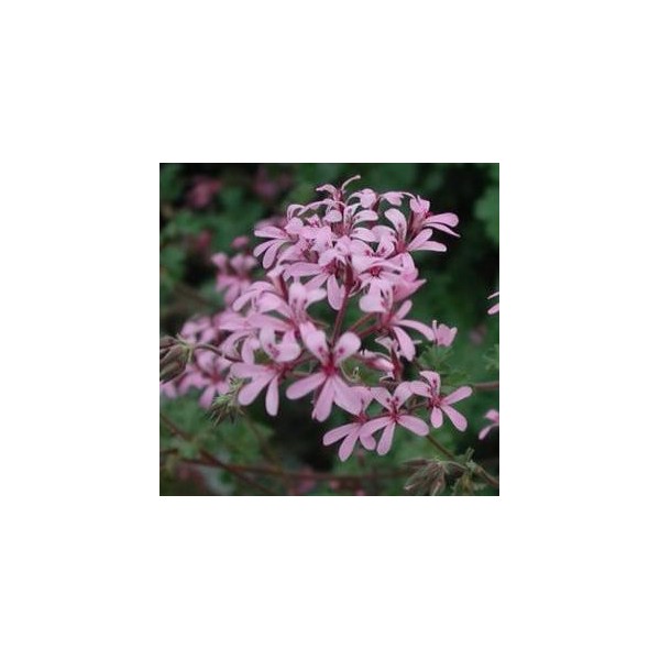 Pelargonium  Deerwood Lavender Lass 