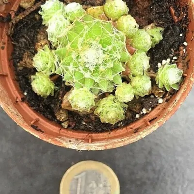 Sempervivum Arachnoideum . piante in vaso