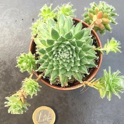 Sempervivum Arachnoideum . piante in vaso