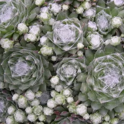 Sempervivum Arachnoideum . piante in vaso