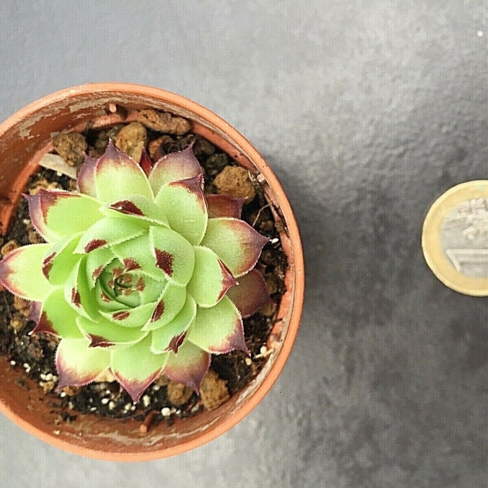 Sempervivum Calcareum Guillaume