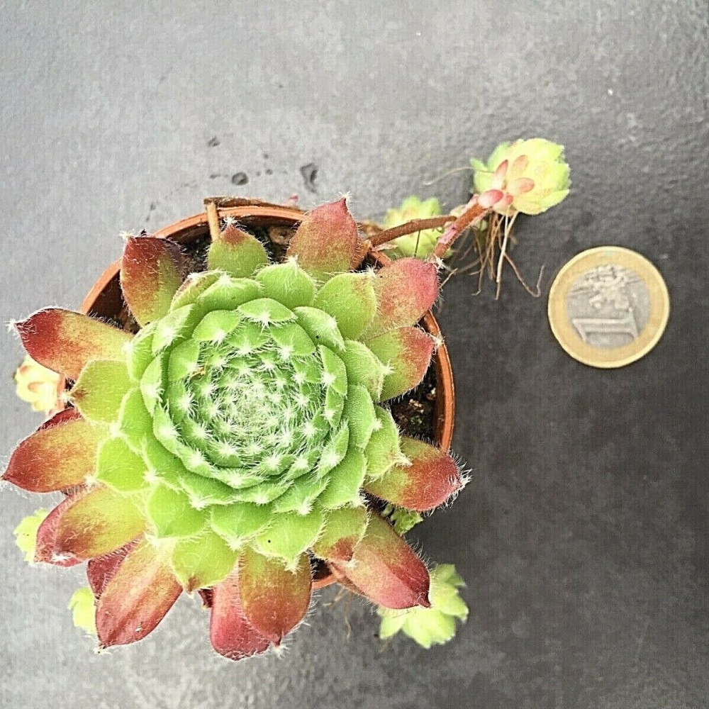 Sempervivum Hey Hey