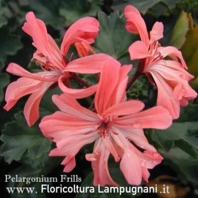 Pelargonium Frills