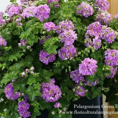 Pelargonium Green Eyes