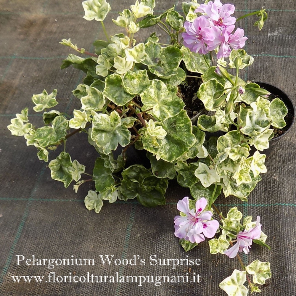 Pelargonium Wood Surprise