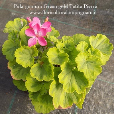 Peargonium Green gold petite pierre