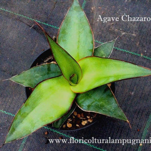 Agave Chazaroi